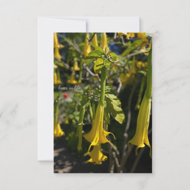 Tarjeta Pequeña Angel Trumpet (Anverso)