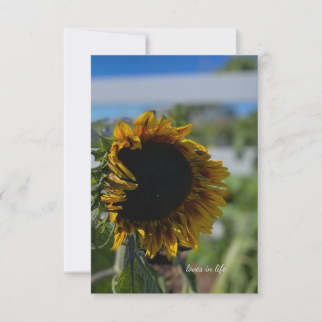 Tarjeta Pequeña Apertura del girasol (Anverso)