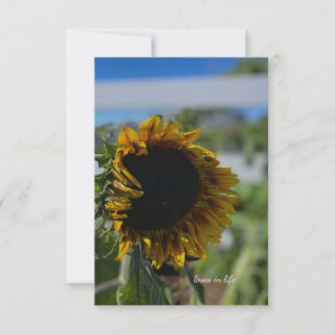 Tarjeta Pequeña Apertura del girasol
