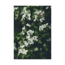 Árbol floreciendo verde oscuro y blanco con nombre