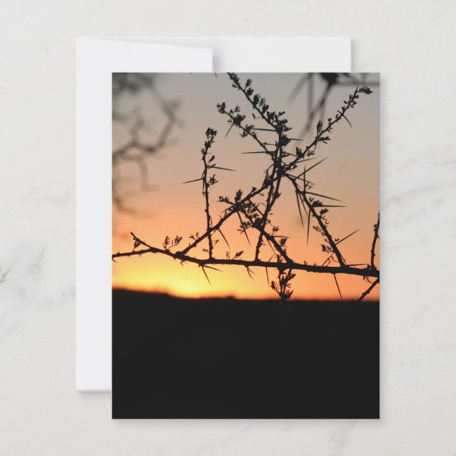 Tarjeta Pequeña Atardecer africano con espinosa silueta de árbol d (Anverso)