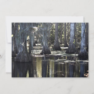 Tarjeta Pequeña Bald Cypress