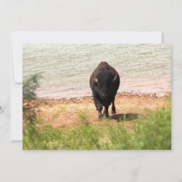 Tarjeta Pequeña Bison en el agua