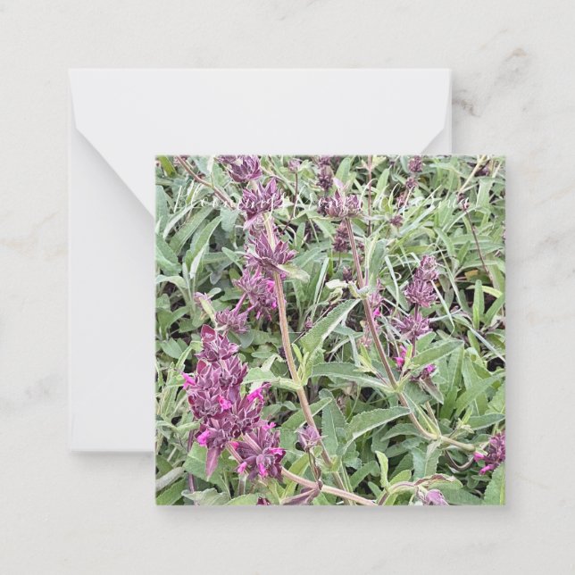 Tarjeta Pequeña Bloomings from California: Hummingbird Sage (Anverso)