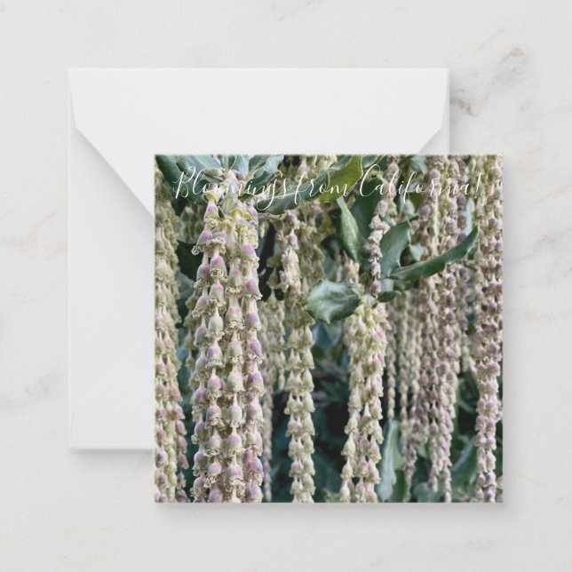 Tarjeta Pequeña Bloomings from California: Silk Tassel (Anverso)