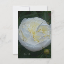 Tarjeta Pequeña Bonita Peonia Blanca