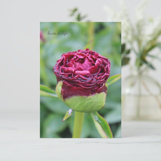 Tarjeta Pequeña Burgundy Peony Bud (Anverso de pie)