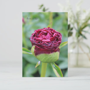 Tarjeta Pequeña Burgundy Peony Bud