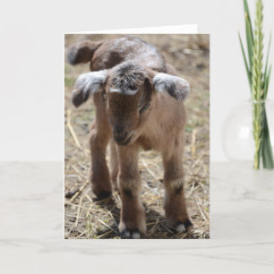 Tarjeta Pequeña cabra del bebé