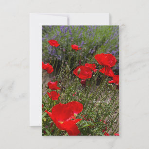 Tarjeta Pequeña Cachorros rojos, Jardín de Lavanda