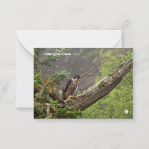 Tarjeta Pequeña Cae - Halcón Peregrino