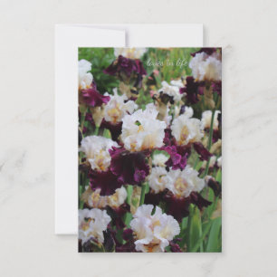 Tarjeta Pequeña Cama de iris morado y blanco