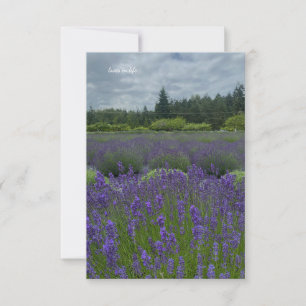 Tarjeta Pequeña Campo de lavanda, día de nubes