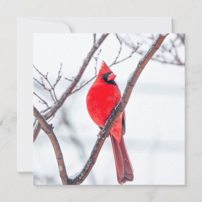 Tarjeta Pequeña Cardenal de invierno Flat Notecard (Anverso)