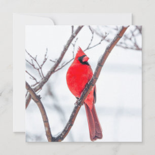 Tarjeta Pequeña Cardenal de invierno Flat Notecard