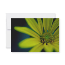 Cerrar flor silvestre amarillo