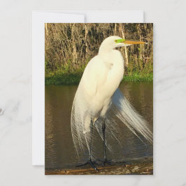 Tarjeta Pequeña Charlie The Great Egret