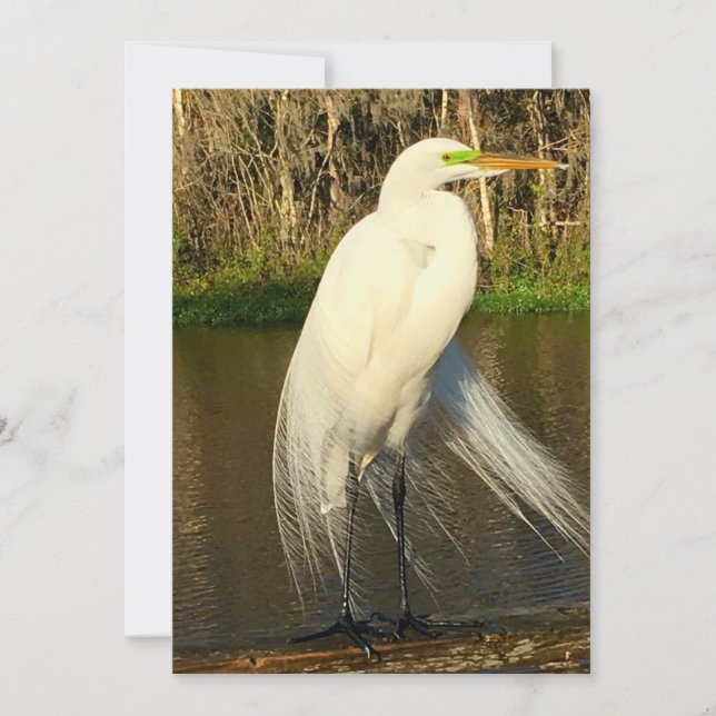 Tarjeta Pequeña Charlie The Great Egret (Anverso)