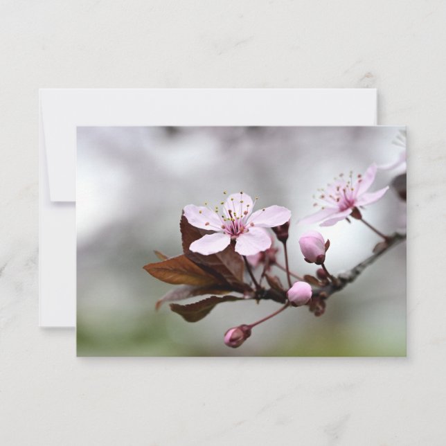 Tarjeta Pequeña Cherry Blossom Notecard (Anverso)
