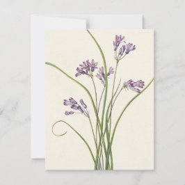 Tarjeta Pequeña Clusterlily por Mary Vaux Walcott