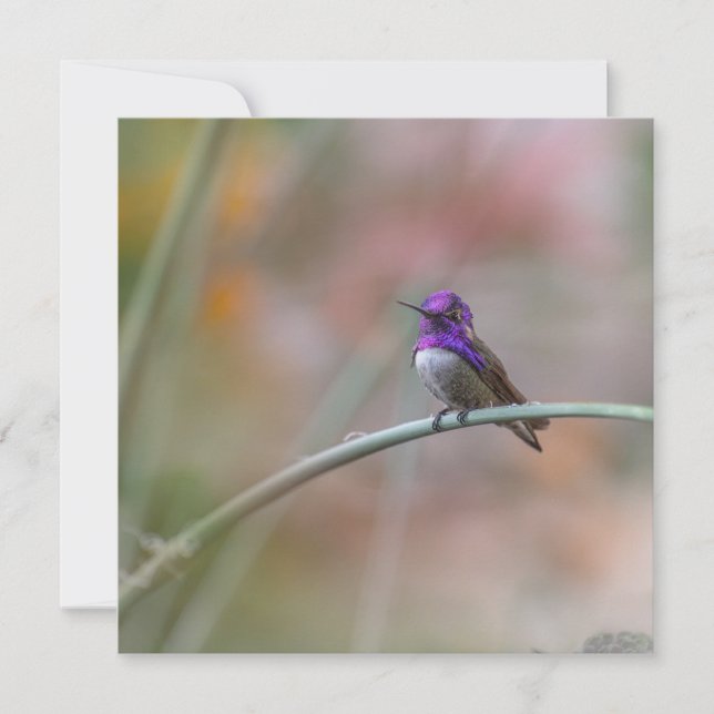 Tarjeta Pequeña Colibrí con hermosas plumas moradas (Anverso)