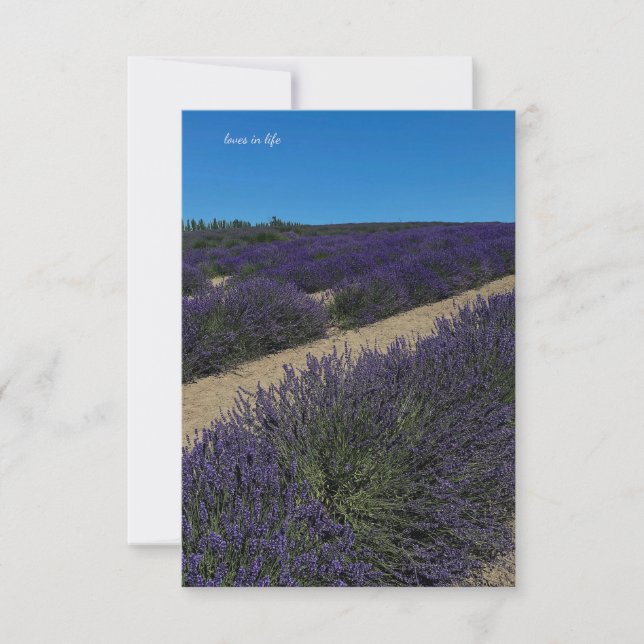 Tarjeta Pequeña Colina de Filas de Lavender (Anverso)