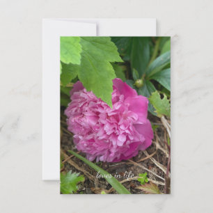 Tarjeta Pequeña Descanso de Peony Rosa