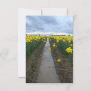 Tarjeta Pequeña Día nublado Daffodils