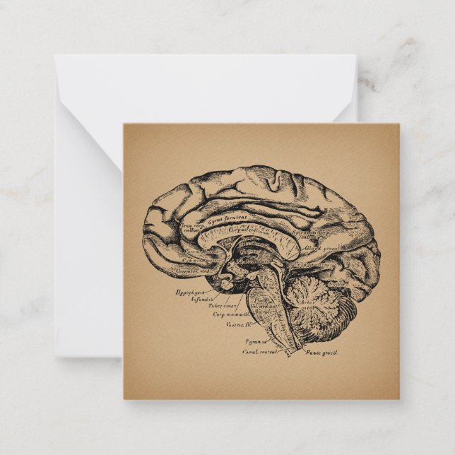 Tarjeta Pequeña Diagrama de cerebro antiguo arte de anatomía médic (Anverso)
