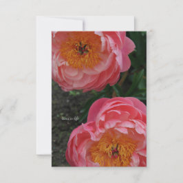 Tarjeta Pequeña Dos bellas melodías rosas