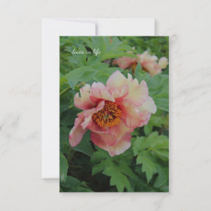 Tarjeta Pequeña Elegante Peony de tono rosado