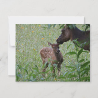 Tarjeta Pequeña Elk and Calf – Great Smoky Mountains Wildlife