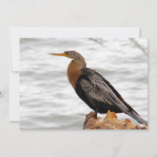 Tarjeta Pequeña En La Búsqueda (Anverso)