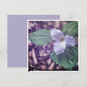 Tarjeta Pequeña Estilo Sprint Trillium Autochrome