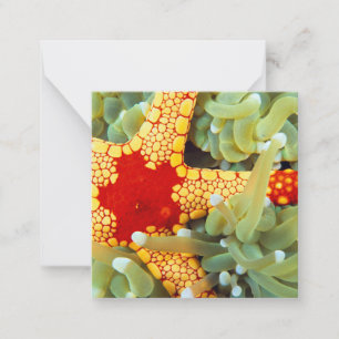 Tarjeta Pequeña Estrella de mar roja y amarilla