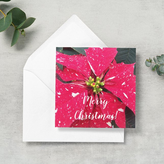 Tarjeta Pequeña Festividad personalizada de Poinsettia Variada Roj (In Situ)