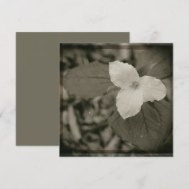 Tarjeta Pequeña Filtro de colodión de Trillium de primavera