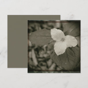 Tarjeta Pequeña Filtro de colodión de Trillium de primavera