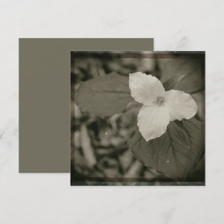 Tarjeta Pequeña Filtro de colodión de Trillium de primavera