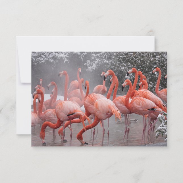 Tarjeta Pequeña Flamingo americano (Anverso)