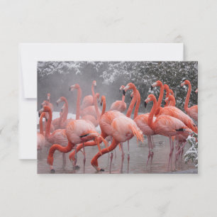 Tarjeta Pequeña Flamingo americano