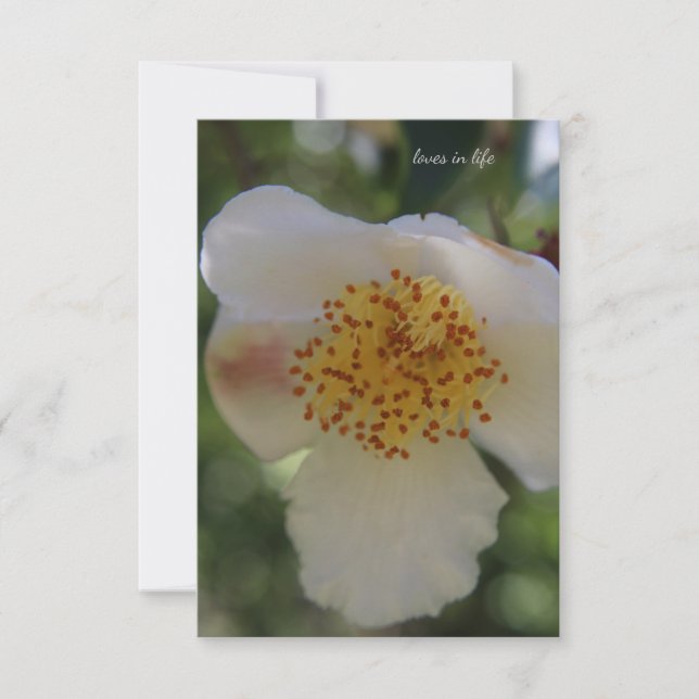 Tarjeta Pequeña Flor blanca, cierre (Anverso)