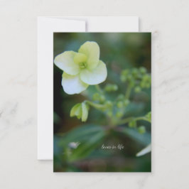 Tarjeta Pequeña Flor blanca del bebé