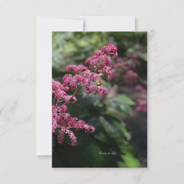 Tarjeta Pequeña Flor de jardín rosa (Anverso)