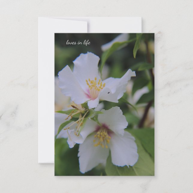 Tarjeta Pequeña Flor de Naranja de media luna (Anverso)