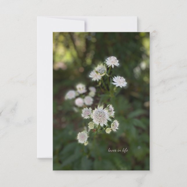 Tarjeta Pequeña Flor de verano blanca y agradable (Anverso)
