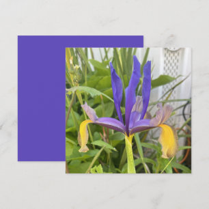 Tarjeta Pequeña Flor morada Iris al aire libre Jardín de la natura