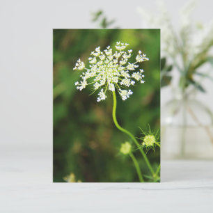 Tarjeta Pequeña Flor salvaje de encaje de la Reina Ana en blanco