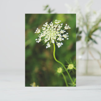 Tarjeta Pequeña Flor salvaje de encaje de la Reina Ana en blanco