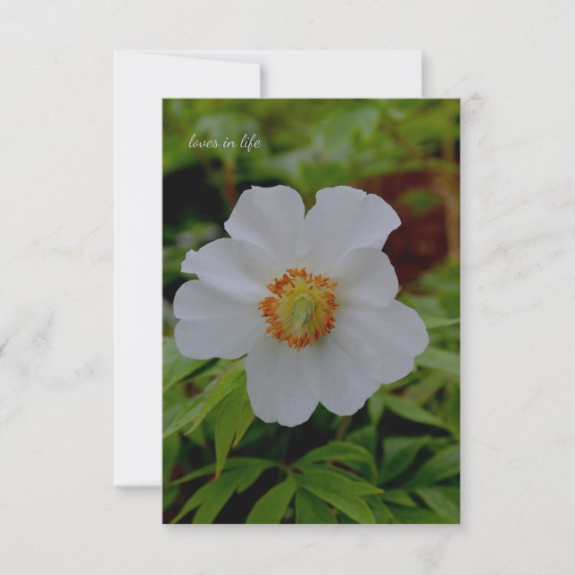 Tarjeta Pequeña Flor simple de peones blancos (Anverso)